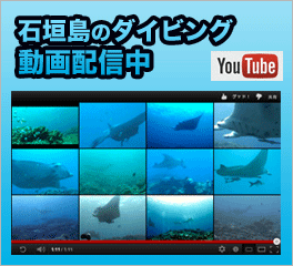 石垣島のダイビング動画、YouTubeで配信中